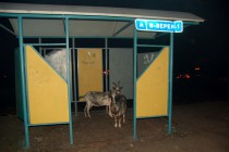 Бесхозные. Две козы спаслись от огня на автобусной остановке. с. Верхняя Верея