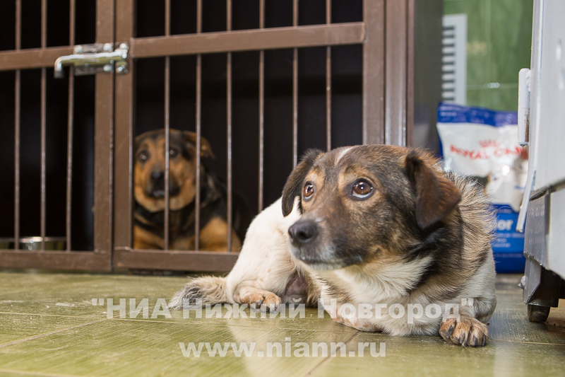 Благотворительный приют для собак появится в Нижнем Новгороде весной 2015 года