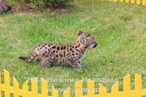 Первая прогулка детенышей пумы в нижегородском зоопарке Лимпопо