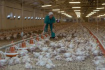 Линдовские цыплята получают сбалансированное по всем показателям питание, в которое входят пшеница, кукуруза, необходимый комплекс витаминов и минеральных веществ