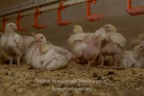 Годовой объем производства мяса птицы достигает 16,1 тыс. тонн, производство яиц - 15,8 млн. шт. в год