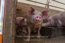 На данный момент поголовье свиней на агрофирме Золотой колос достигло 13 тыс. голов