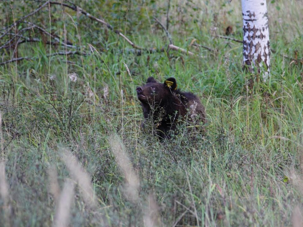 Медведи стали чаще выходить к людям в Нижегородской области