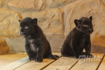 Родившихся 19 сентября котят ягуара показали журналистам в нижегородском зоопарке Лимпопо