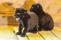 Родившихся 19 сентября котят ягуара показали журналистам в нижегородском зоопарке Лимпопо