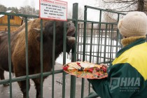 Звериная масленица в нижегородском зоопарке Лимпопо