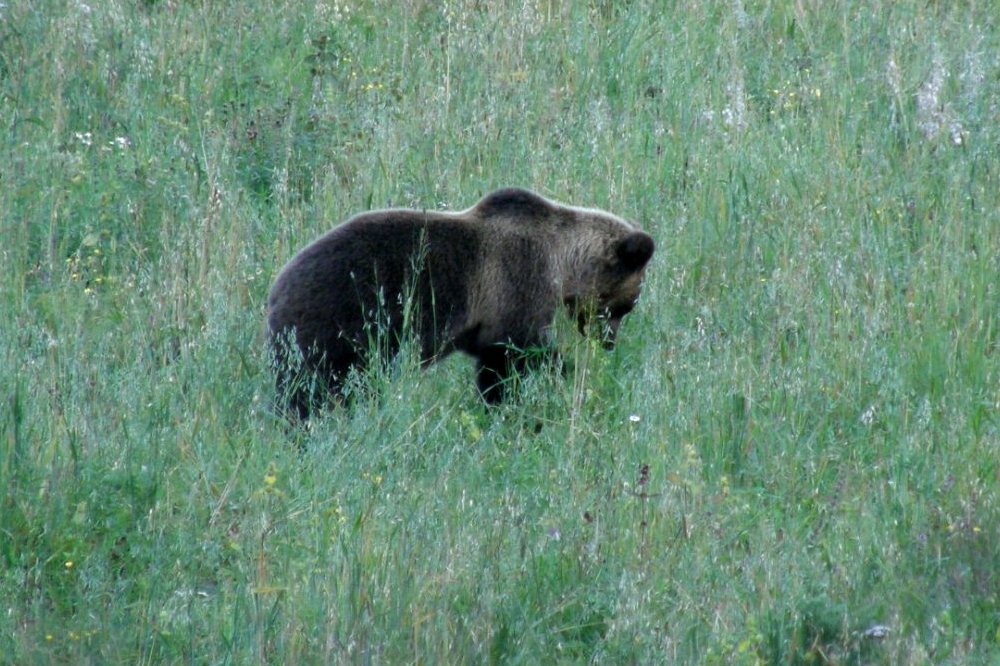 В Нижегородской области открылся сезон охоты на медведей