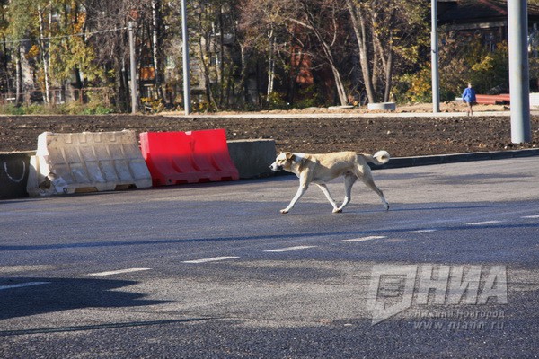 Водитель УАЗа пострадал после столкновения с собакой в Нижегородской области 14 ноября