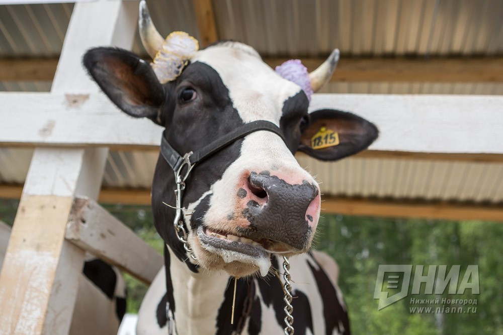 Производство молока в Нижегородской области увеличилось на 1,2% в январе-октябре 