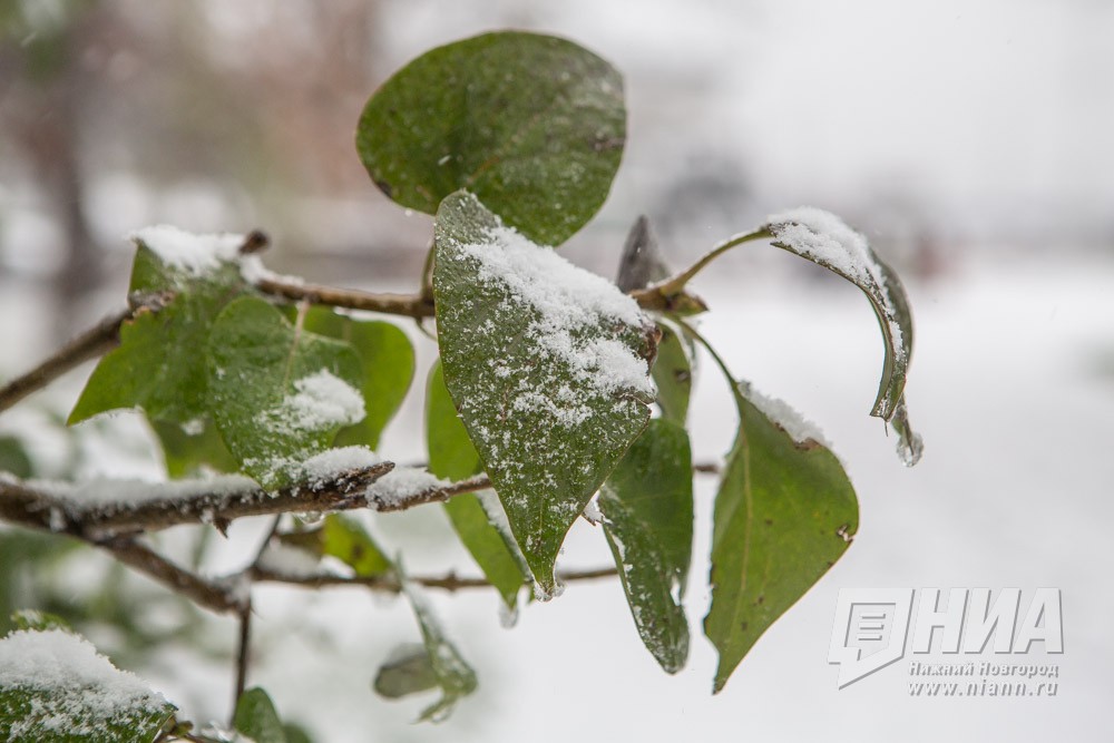 Синоптики прогнозируют мокрый снег в Нижегородской области 17-18 ноября