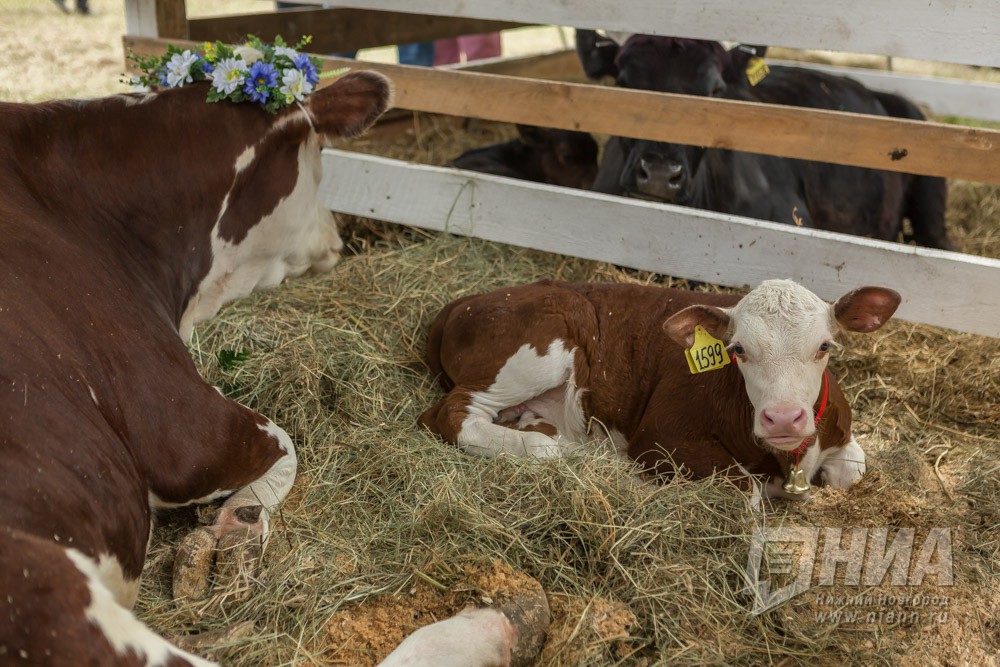 Нижегородские предприятия АПК в 2018 году построили животноводческих комплексов больше, чем планировали
