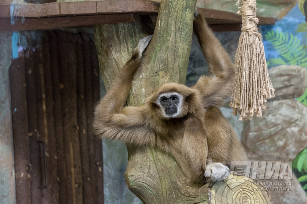 Нижегородский зоопарк "Лимпопо" проведёт "День обезьян" 15-16 декабря