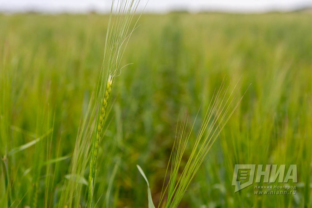 Дзержинская химическая компания "Гарант" стала номинантом национальной премии в области импортозамещения "Приритет-2018"