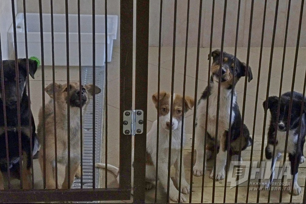 Госдума РФ приняла закон о защите животных, предполагающий запрет "контактных зоопарков" и содержание дома диких животных