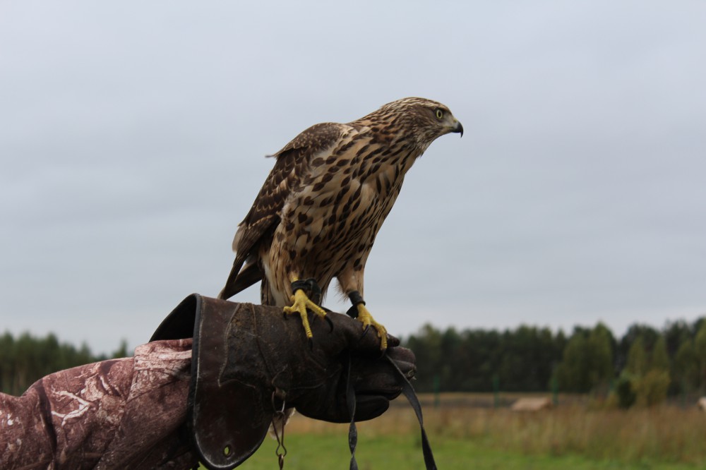Сезон охоты на пернатую дичь с ловчими птицами закрывается в Нижегородской области с 1 января 