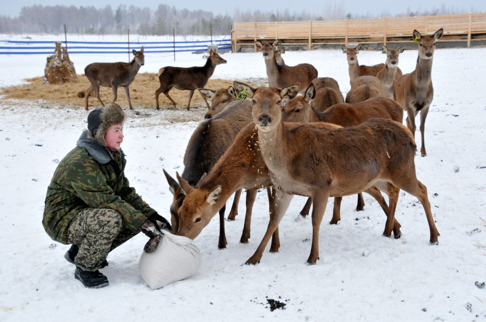 Благородных оленей начали разводить как сельскохозяйственных животных в Нижегородской области