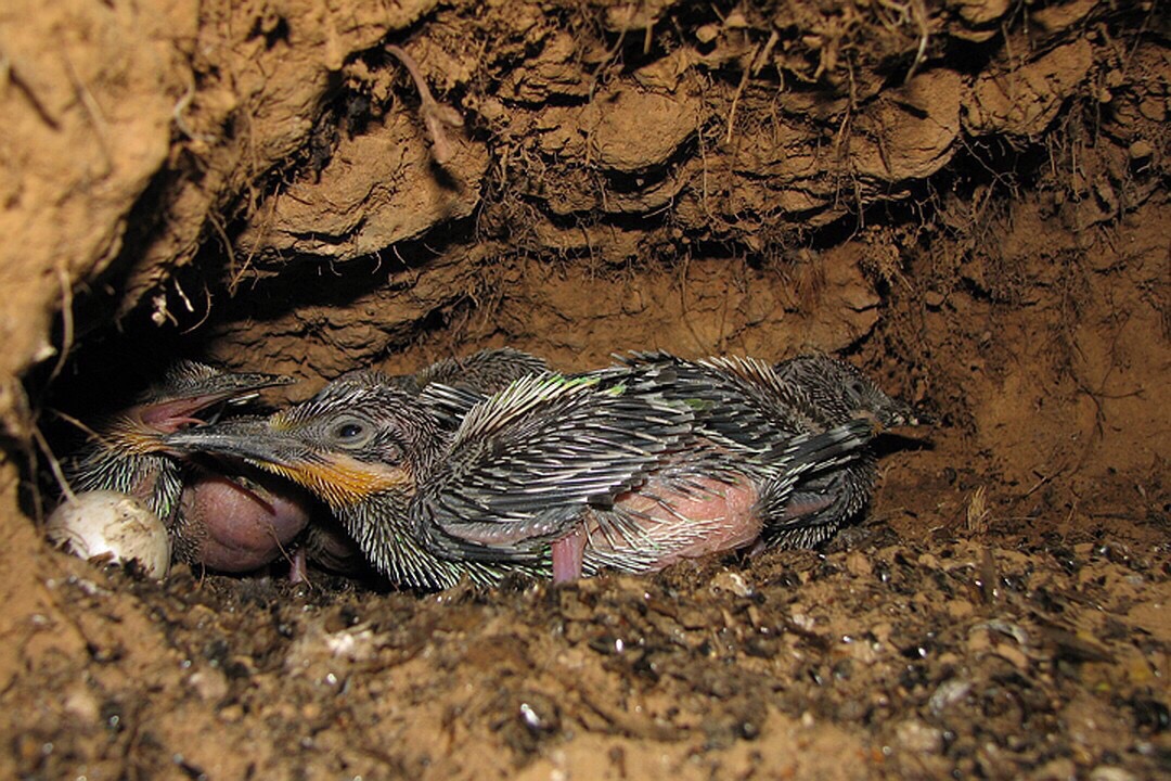 Занесенных в Красную книгу Нижегородской области птиц удалось сфотографировать под землей орнитологу