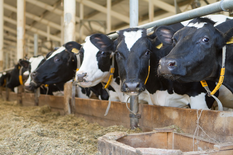 Производство молока в Нижегородской области с начала года увеличилось на 2,5%