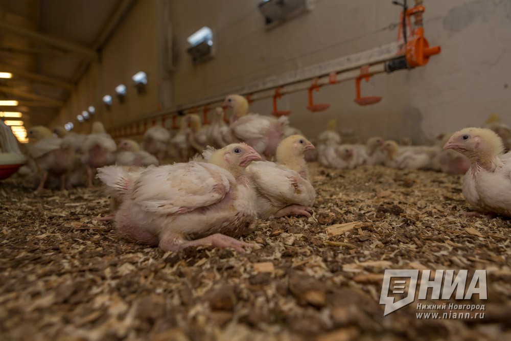 "Павловская курочка" подозревается в уклонении от уплаты налогов на сумму более  82 млн рублей