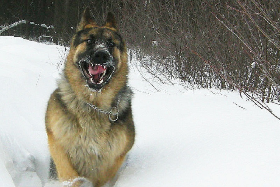 Прокуратура взяла на контроль дело о нападении собаки на 9-летнего мальчика в Шахунском районе Нижегородской области