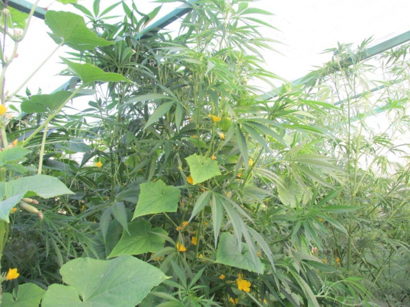 Нижегородцу, который около дома выращивал мак и коноплю, грозит до трех лет лишения свободы