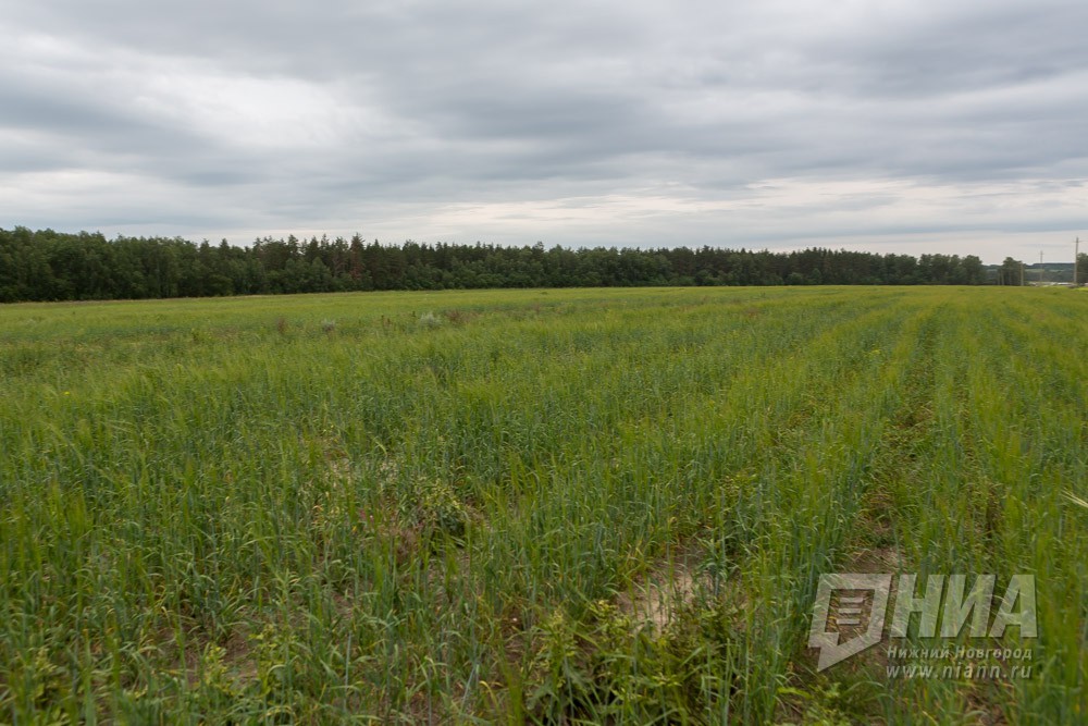 Господдержку растениеводства Нижегородской области увеличат почти в 1,5 раза в этом году