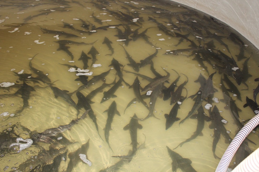 Госохотнадзор Нижегородской области принимает заявки от рыбхозов на господдержку