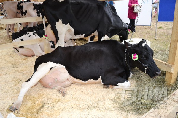 "Ждановский", "Тепелево" и "Дубенский" стали лидерами по производству молока в Нижегородской области