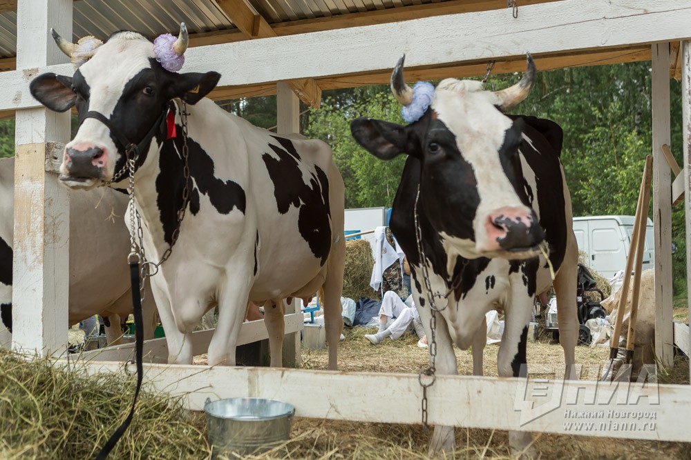 Нижегородские фермеры смогут бесплатно привить животных против сибирской язвы