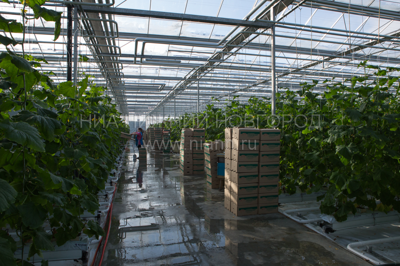 Выращивать баклажаны в промышленных масштабах начали в Нижегородской области