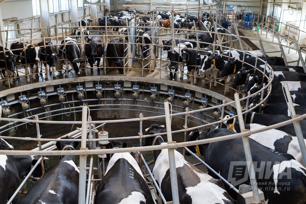 Высокотехнологичный животноводческий комплекс построят в Ковернино Нижегородской области