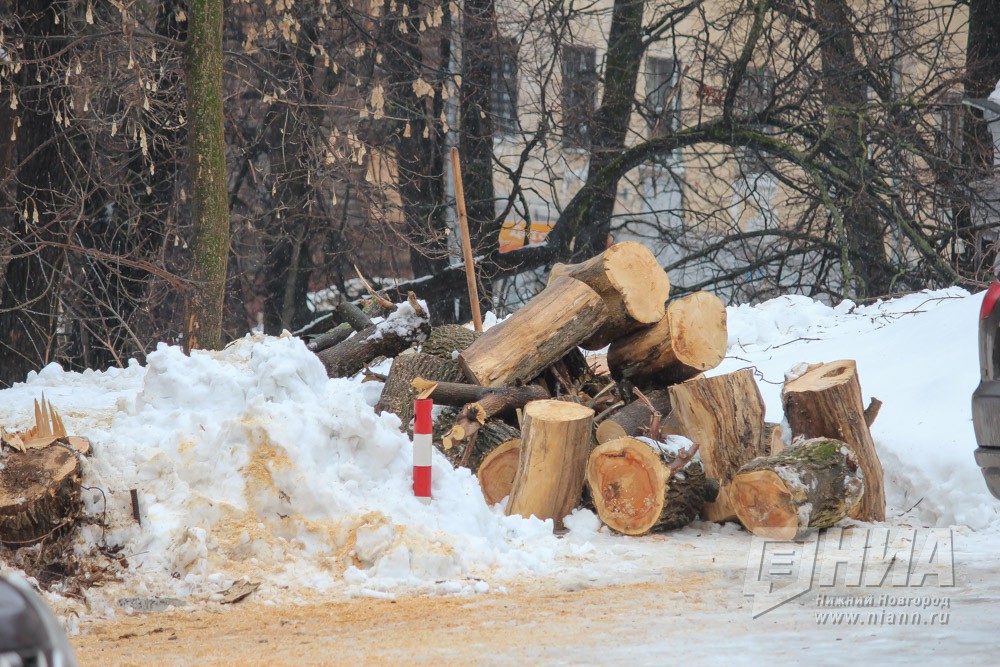 Более 900 аварийных деревьев выявлено в Нижнем Новгороде