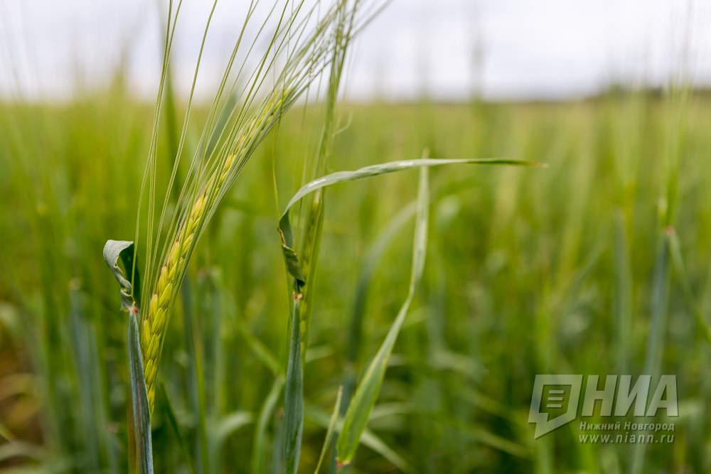 Почти 6 млрд рублей требуется Нижегородской области на проведение весенне-полевых работ в 2019 году