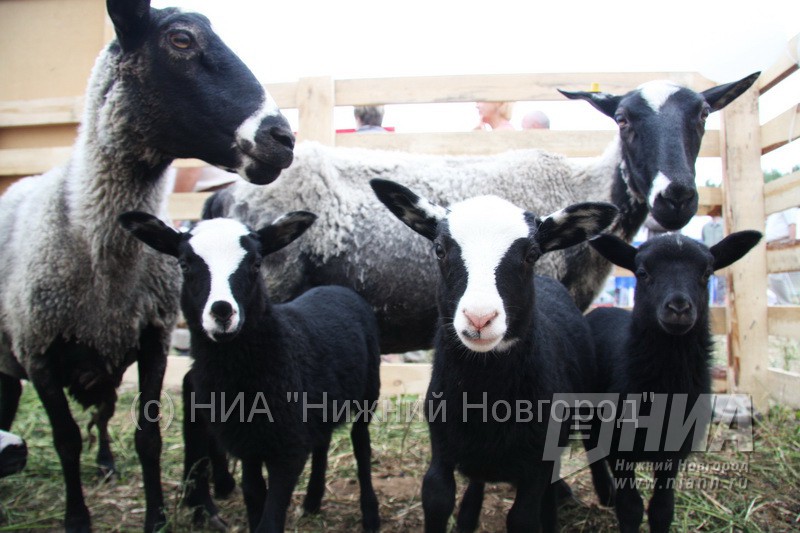Испанских коз привезли в Лысково, где создается производство козьих молокопродуктов