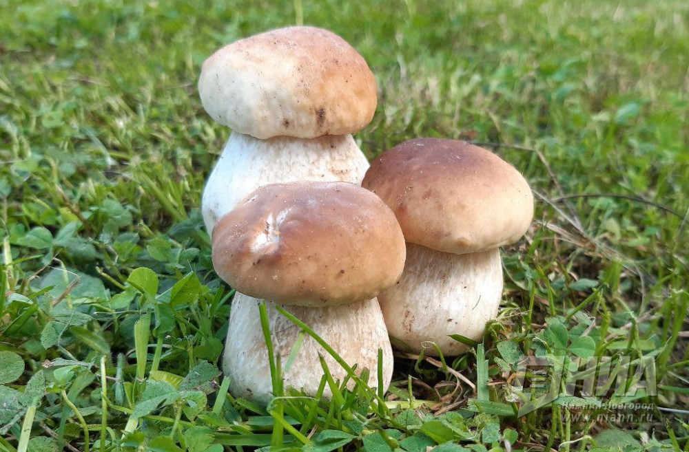 Содержание ртути в грибах из некоторых нижегородских лесов в 2,4 раза превышает ПДК