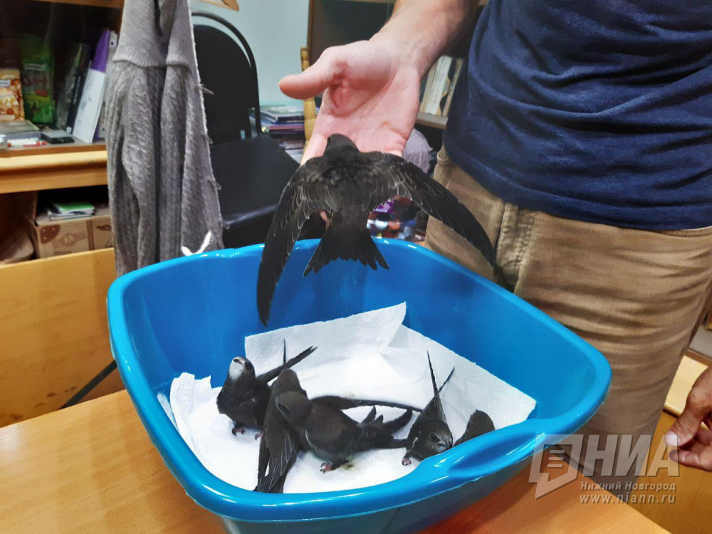 Нижегородские орнитологи текущим летом констатировали большое количество стрижей-сирот