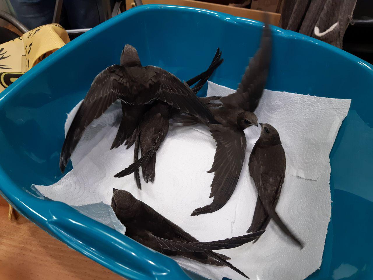 Нижегородские орнитологи текущим летом констатировали большое количество стрижей-сирот