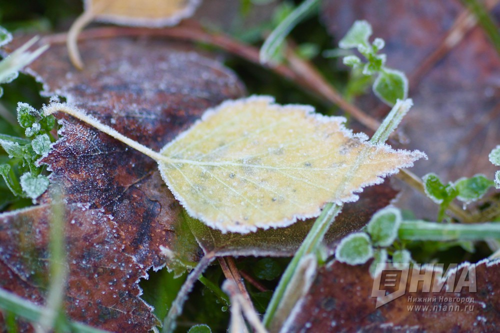 Заморозки до -1&deg; прогнозируются в последний день лета в Нижегородской области 