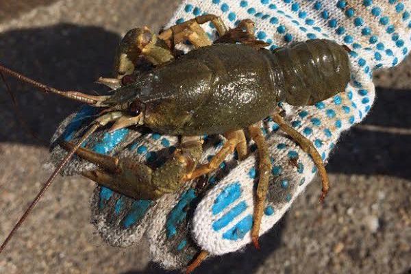 Три гектара акватории р. Пьяна в Сергачском районе выделят для фермы раков