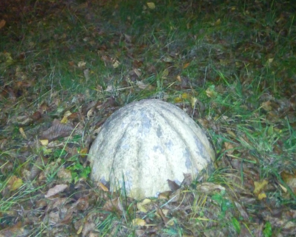 Декоративный бетонный элемент отвалился от забора нижегородского парка "Швейцария" 