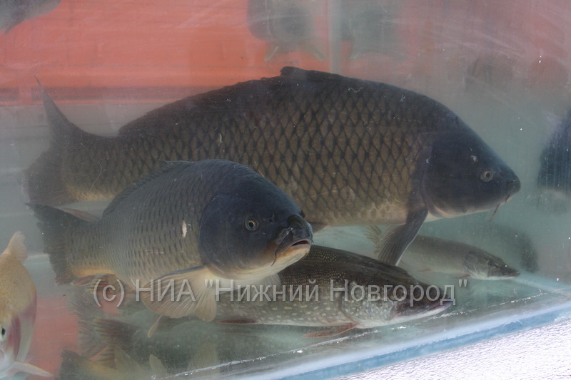 Рыбоводное хозяйство, где станут выращивать форель, создадут на месте нижегородского песчаного карьера