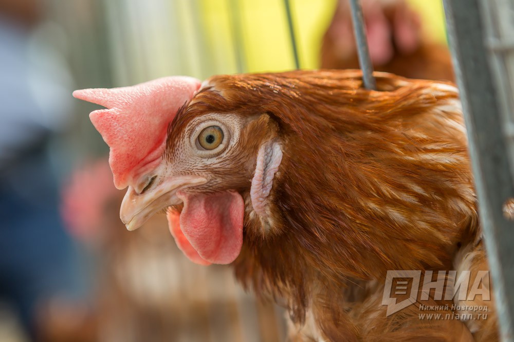 Россельхознадзор обнаружил антибиотики в куриных яйцах нижегородского производителя 