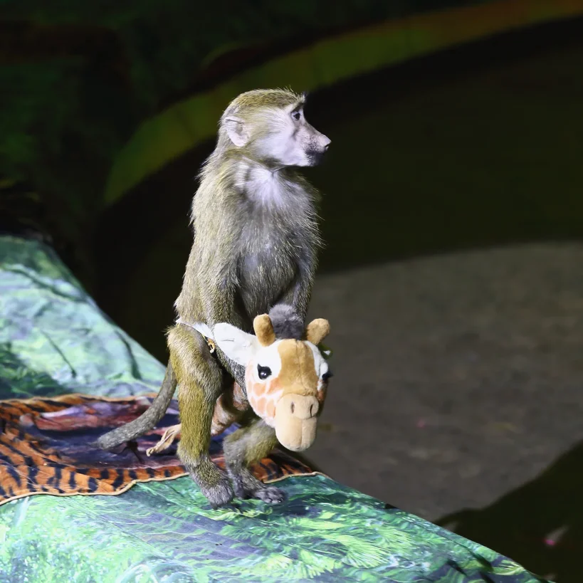 Премьера нового шоу Гии Эрадзе "Бурлеск" пройдёт в нижегородском цирке 14 марта 