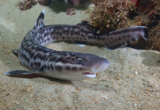 Вторая акула появилась в "живом уголке" ЦУМа в Нижнем Новгороде