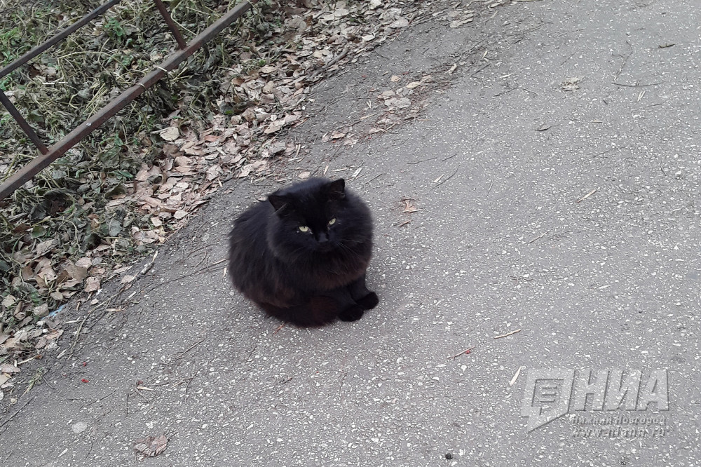 Весенняя и теплая погода без снега вернется к нижегородцам в конце недели