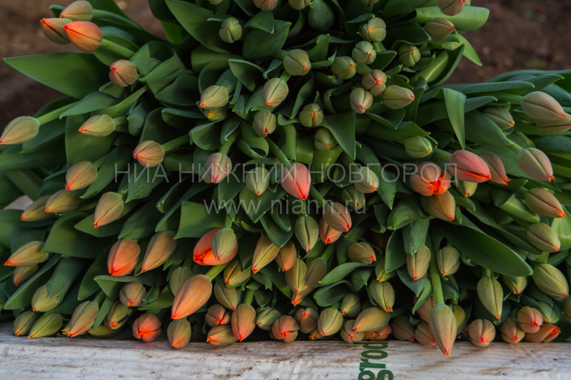 База цветов и магазин для взрослых в Советском районе работали, несмотря на особый режим