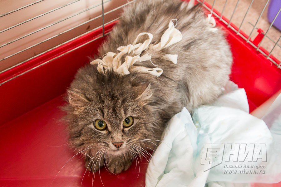 Живодера разыскивают в Нижнем Новгороде 