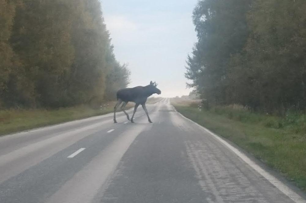 Иномарка сбила лося в Чкаловском районе 