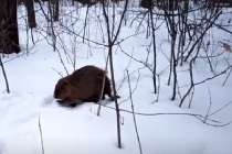 Первые бобры выбрались из хаток после зимовки в Нижегородской области