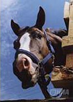 Конно-спортивная секция завода Свердлова закрыта